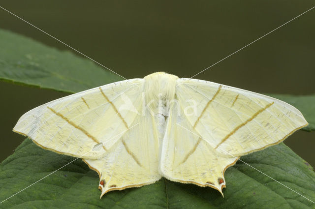 Swallow-tailed Moth (Ourapteryx sambucaria)