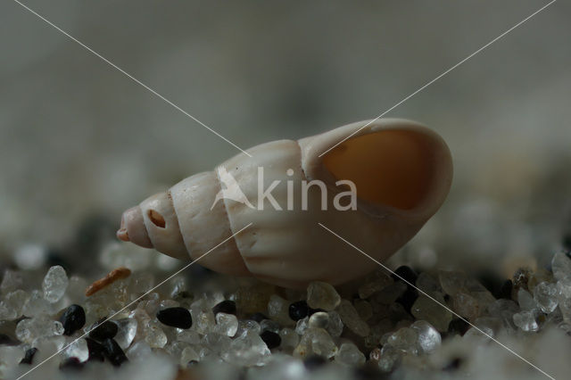 Thick-lipped Spire-shell (Rissoa membranacea)