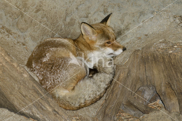 Fox (Vulpes vulpes)