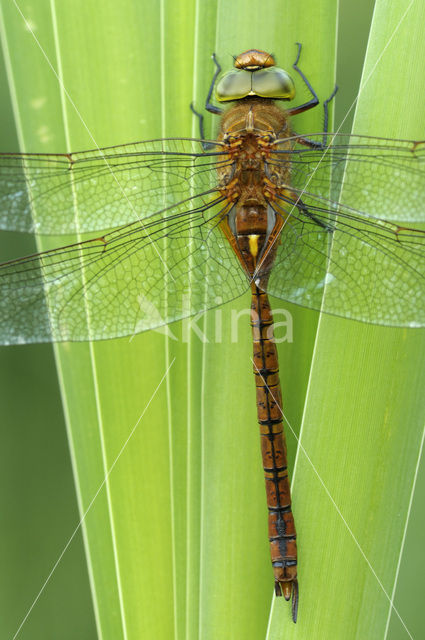 Northern Hawker (Aeshna isosceles)