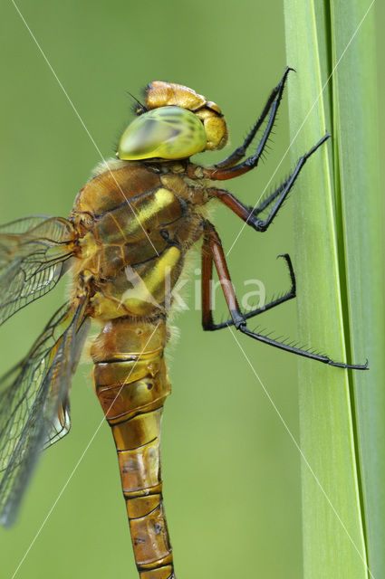 Northern Hawker (Aeshna isosceles)
