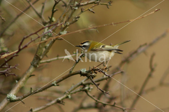 Vuurgoudhaantje (Regulus ignicapillus)