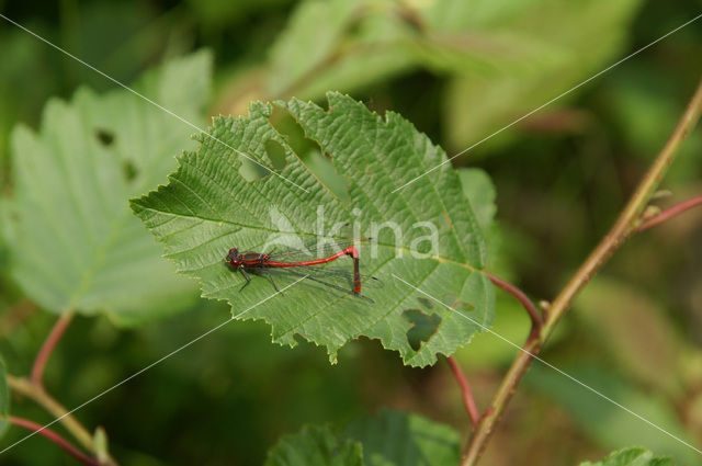 Large Red Damselfly (Pyrrhosoma nymphula)