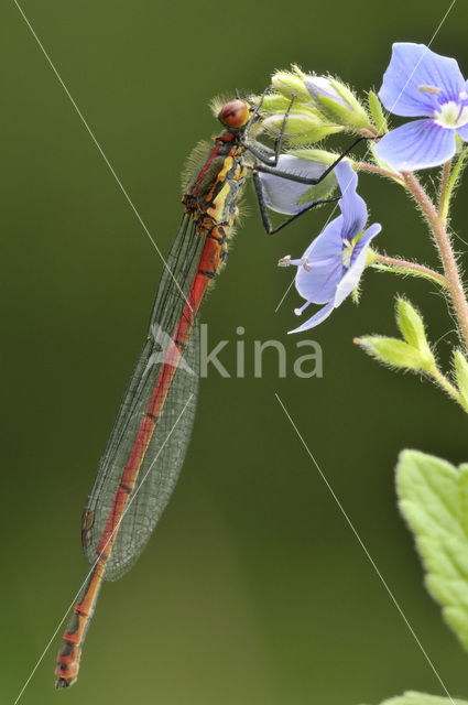 Vuurjuffer (Pyrrhosoma nymphula)