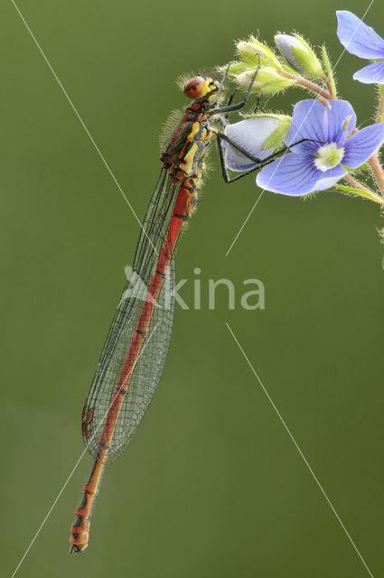 Large Red Damselfly (Pyrrhosoma nymphula)