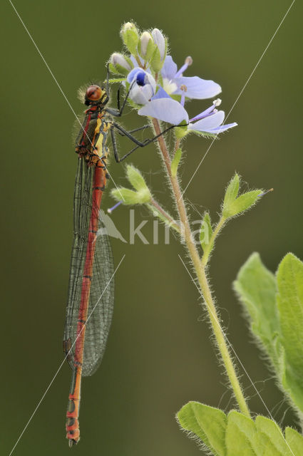 Large Red Damselfly (Pyrrhosoma nymphula)