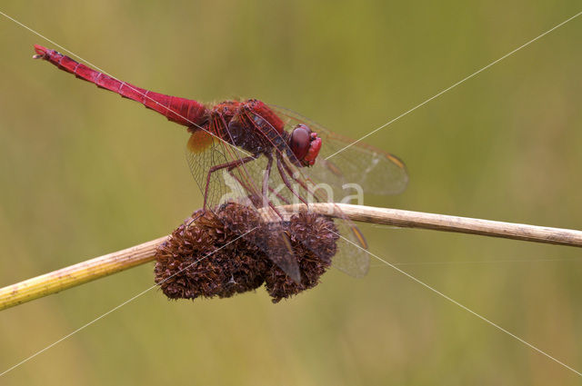 Vuurlibel (Crocothemis erythraea)