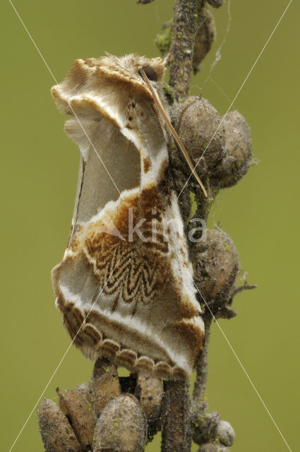 Vuursteenvlinder (Habrosyne pyritoides)