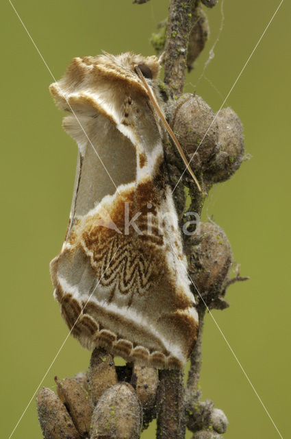 Buff Arches (Habrosyne pyritoides)