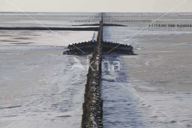 Waddensea