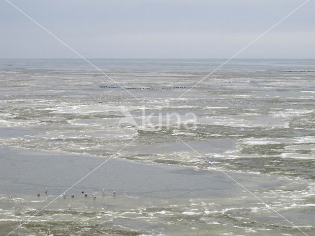 Waddensea