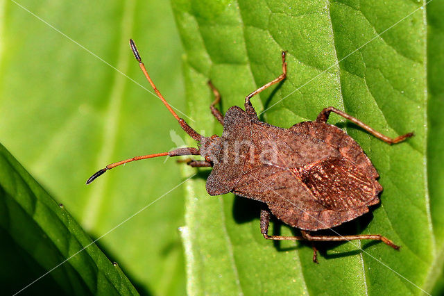 Stink bug (Pitedia pinicola)