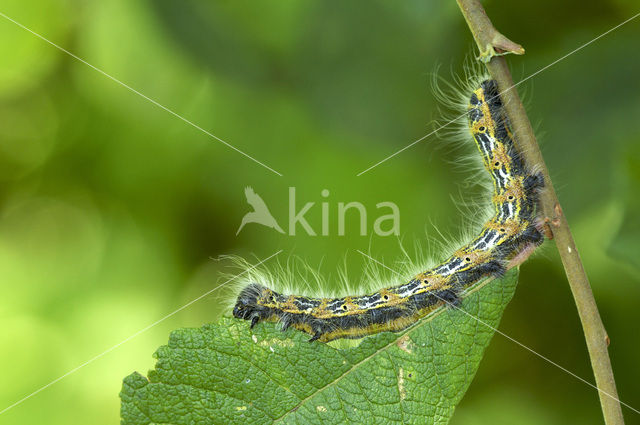 Wapendrager (Phalera bucephala)