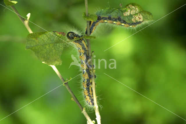 Wapendrager (Phalera bucephala)