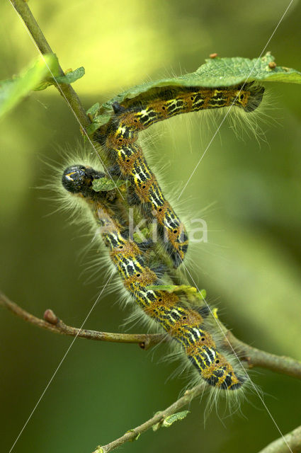 Buff-tip (Phalera bucephala)