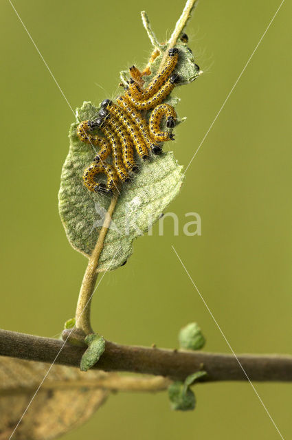 Wapendrager (Phalera bucephala)