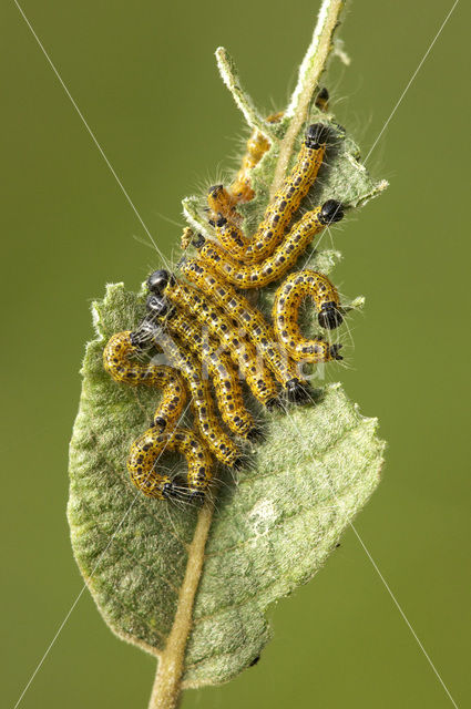 Buff-tip (Phalera bucephala)