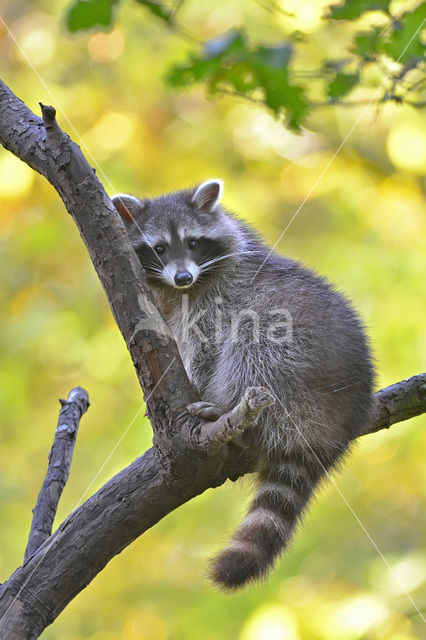 northern raccoon (Procyon lotor)