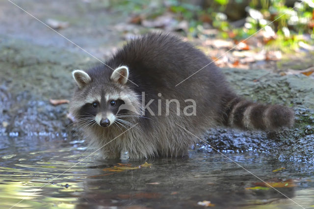 Wasbeer (Procyon lotor)