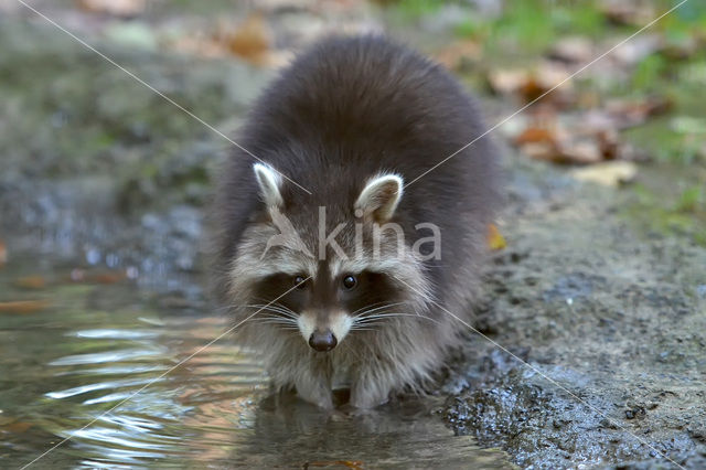 northern raccoon (Procyon lotor)