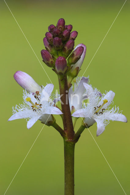 common buckbean (Menyanthes trifoliata)