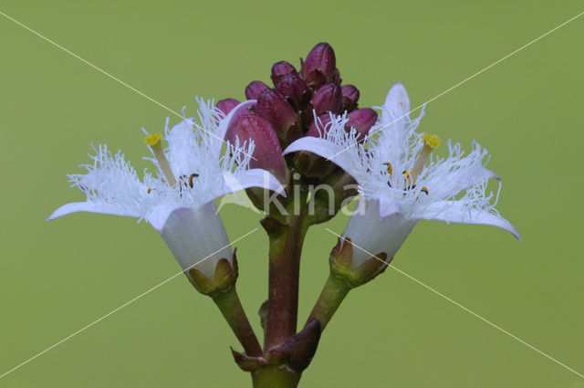 common buckbean (Menyanthes trifoliata)