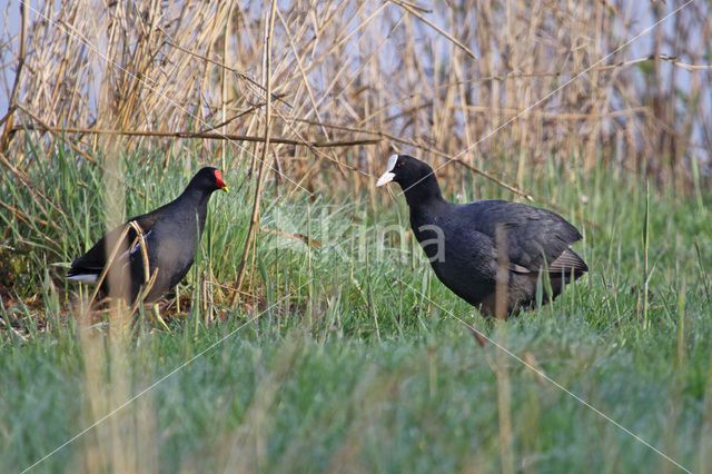 Waterhoen (Gallinula chloropus)