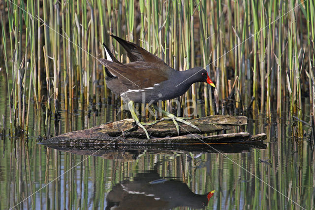 Common Moorhen (Gallinula chloropus)