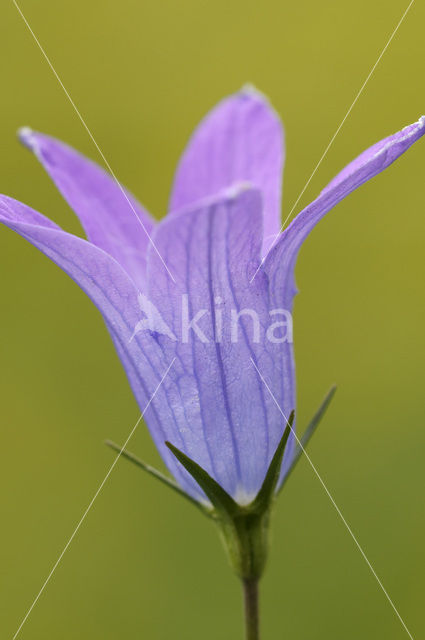 Weideklokje (Campanula patula)