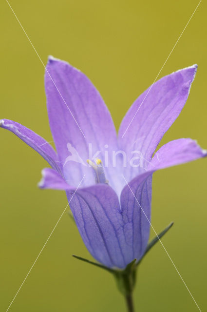 Spreading Bellflower (Campanula patula)