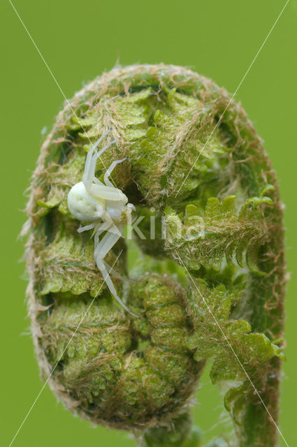 Wijfjesvaren (Athyrium filix-femina)