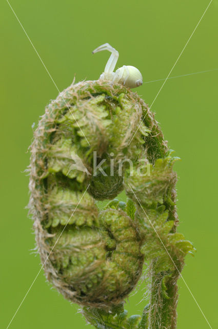 Lady-fern (Athyrium filix-femina)