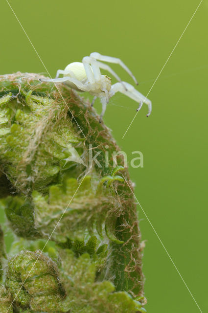 Lady-fern (Athyrium filix-femina)