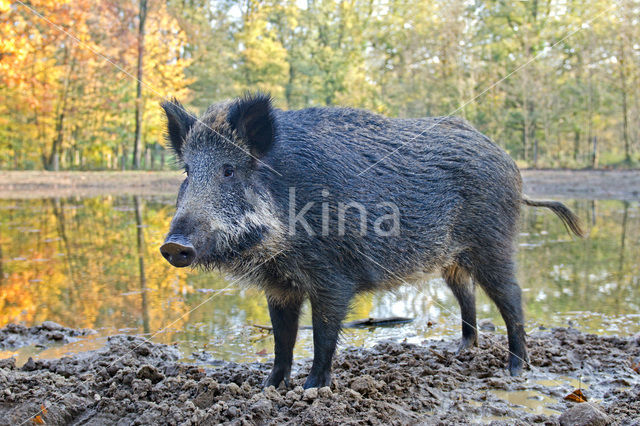 Wild Boar (Sus scrofa)