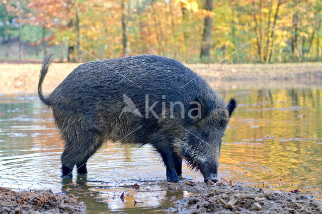 Wild zwijn