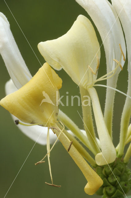 Honeysuckle (Lonicera periclymenum)