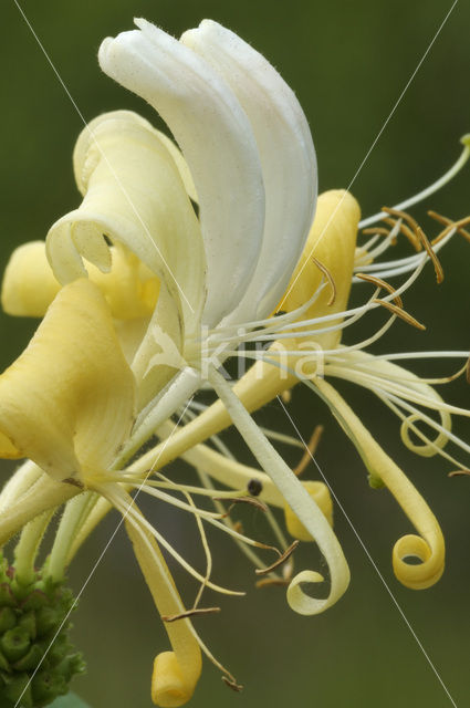 Honeysuckle (Lonicera periclymenum)