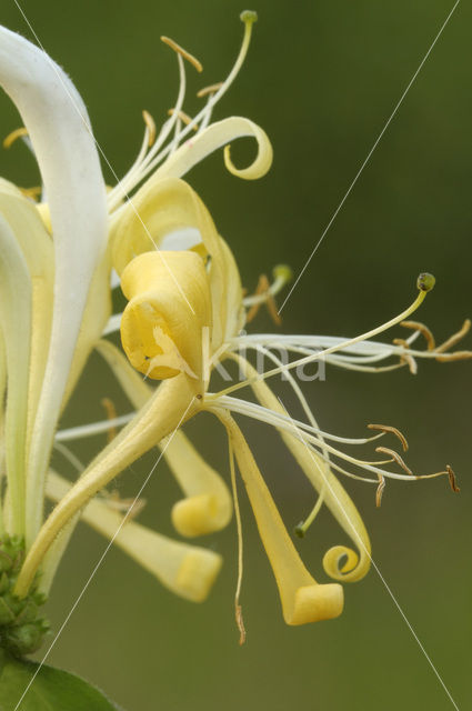 Honeysuckle (Lonicera periclymenum)