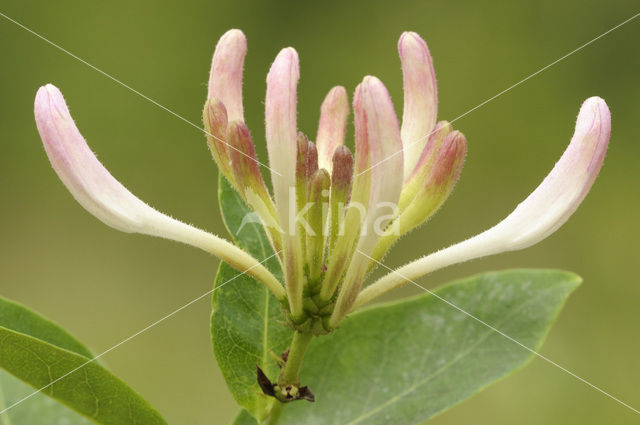 Wilde kamperfoelie (Lonicera periclymenum)