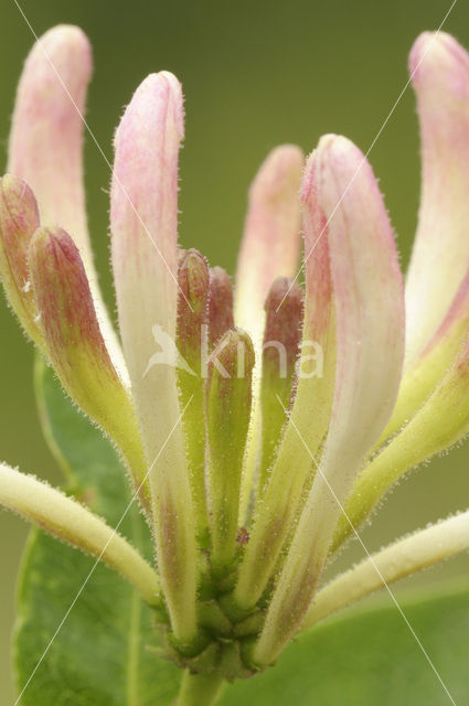 Wilde kamperfoelie (Lonicera periclymenum)