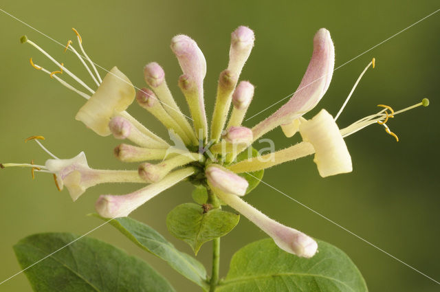 Honeysuckle (Lonicera periclymenum)