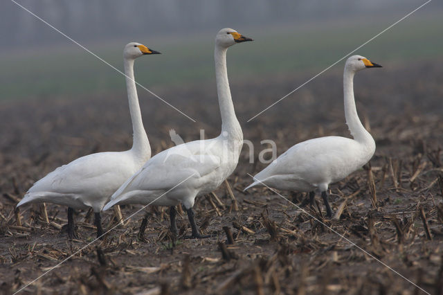 Whooper Swan (Cygnus cygnus)