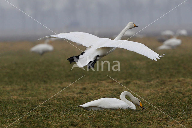 Whooper Swan (Cygnus cygnus)