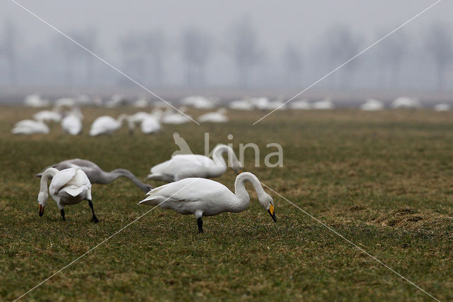 Wilde Zwaan (Cygnus cygnus)