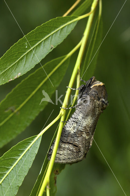 Goat Moth (Cossus cossus)