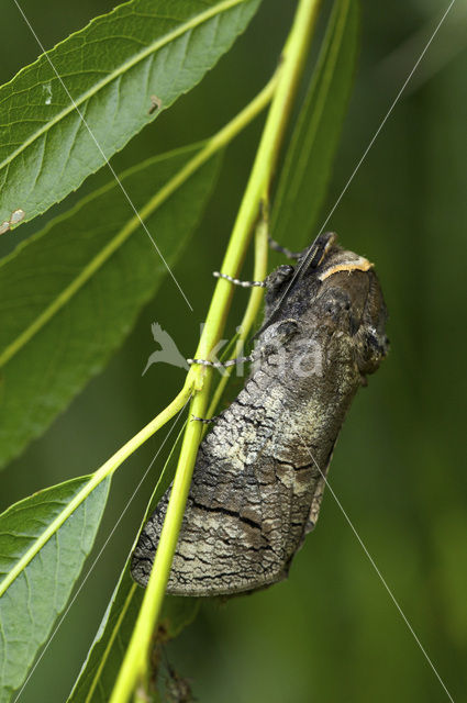 Wilgenhoutrups (Cossus cossus)