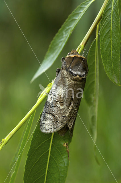 Wilgenhoutrups (Cossus cossus)