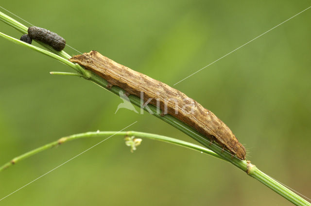 Bird's Wing (Dypterygia scabriuscula)