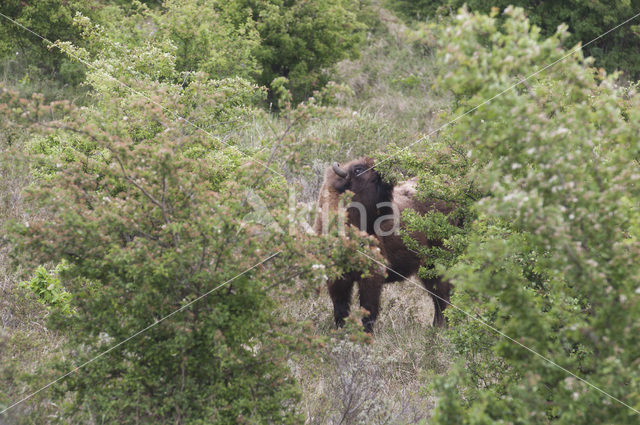 Wisent (Bison bonasus)