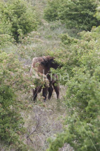 Wisent (Bison bonasus)